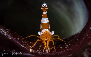 Image of Thor amboinensis