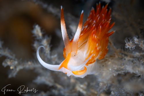 Image of Sakuraeolis nungunoides