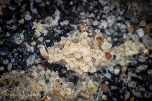 Image of Cypraea sp. 4