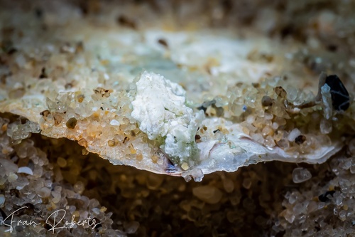 Image of Elysia sp. 24