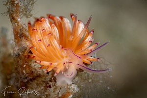 Image of Unidentia sp. 1