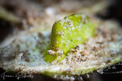 Image of Elysia pusilla