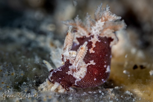 Image of Trapania brunnea