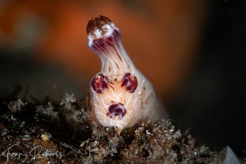 Image of Jorunna rubescens