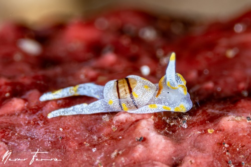 Image of Noalda sp. 1