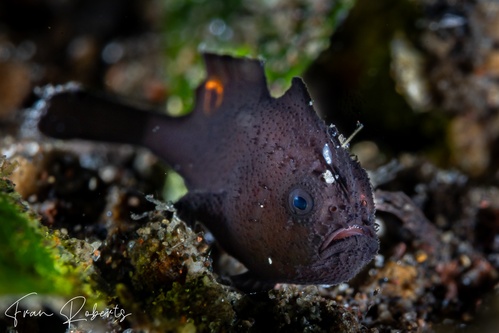 Image of Antennarius sp. 1