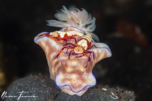 Image of Ceratosoma trilobatum