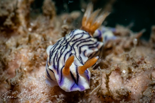 Image of Hypselodoris zephyra
