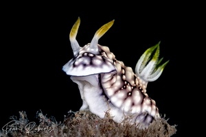 Image of Goniobranchus geometricus