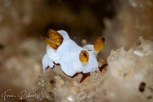 Image of Trapania undulata