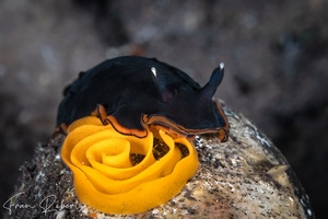 Image of Dendrodoris arborescens