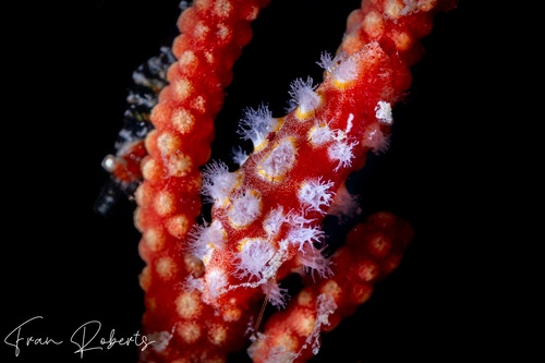 Image of Prosimnia semperi