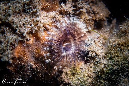 Image of Worms Various