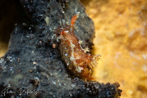 Image of Plocamopherus ceylonicus