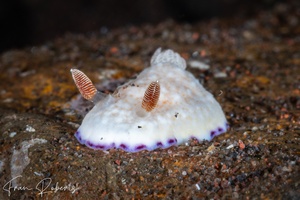Image of Goniobranchus rufomaculatus