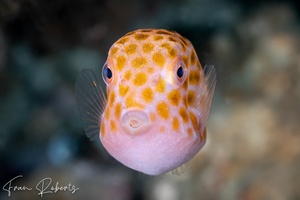 Image of Anoplocapros inermis