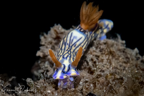 Image of Hypselodoris zephyra