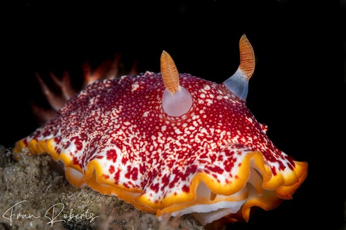 Image of Goniobranchus sp. 1