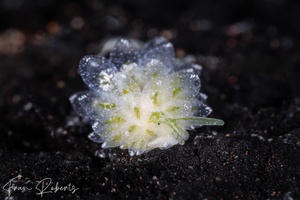 Image of Ercolania sp. 4