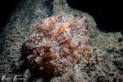 Image of Lamellaria sp. 1