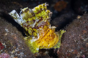 Image of Taenianotus triacanthus