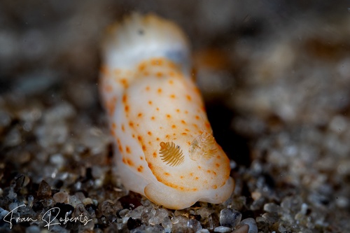 Image of Gymnodoris sp. (various)