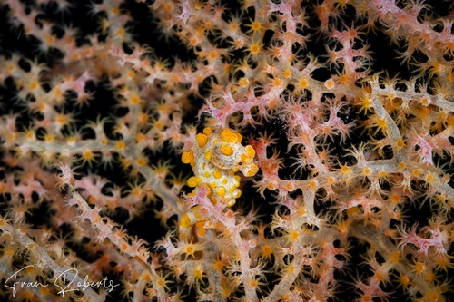 Image of Hippocampus bargibanti
