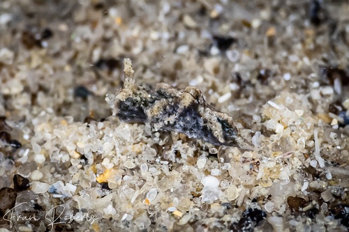 Image of Elysia sp. 30