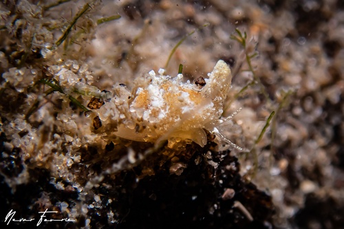 Image of Cypraea sp. 3