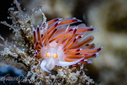 Image of Cratena pawarshindeorum