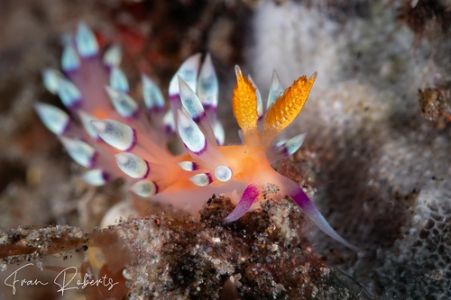 Image of Coryphellina exoptata