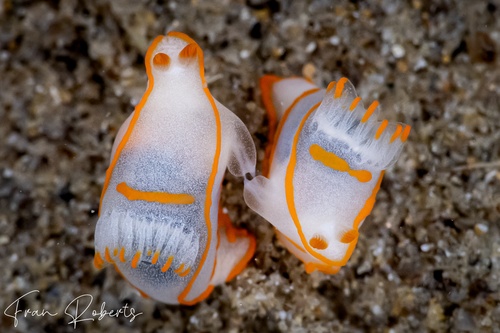 Image of Gymnodoris amakusana