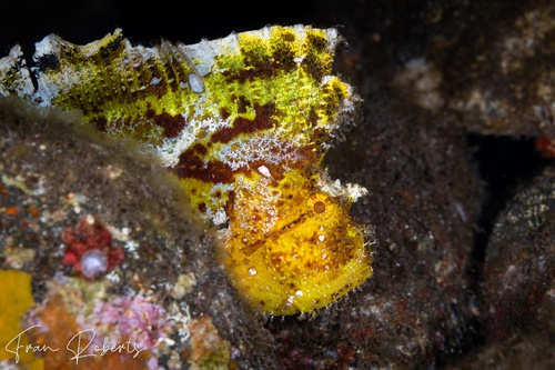 Image of Taenianotus triacanthus