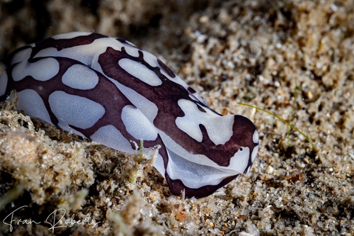 Image of Philinopsis pilsbryi