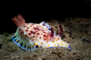 Image of Goniobranchus aureopurpureus