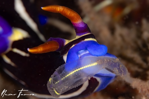 Image of Nembrotha purpureolineata