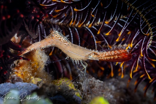 Image of Leander plumosus