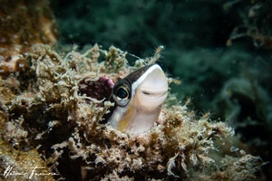 Image of Plagiotremus rhinorhynchos