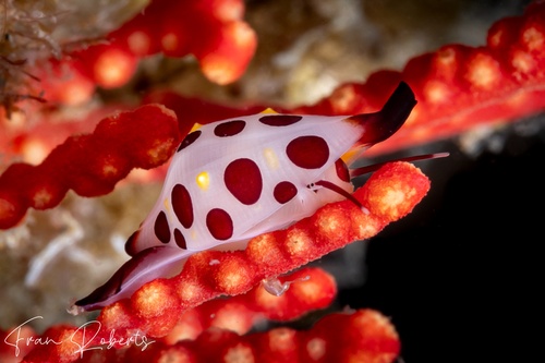 Image of Primovula rosewateri