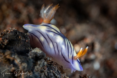 Image of Hypselodoris zephyra