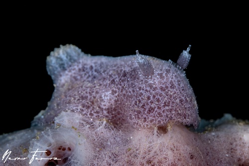 Image of Jorunna ramicola