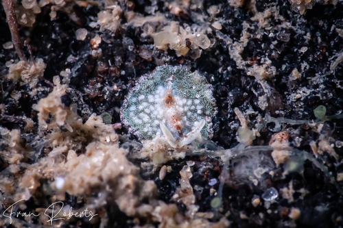 Image of Unidentified Flatworm sp. 1