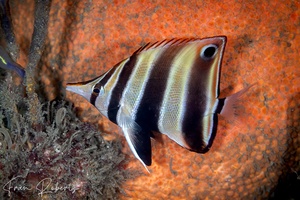 Image of Chelmonops truncatus