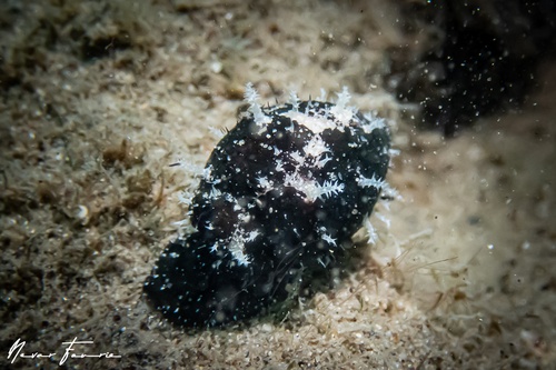 Image of Cypraea sp. 2