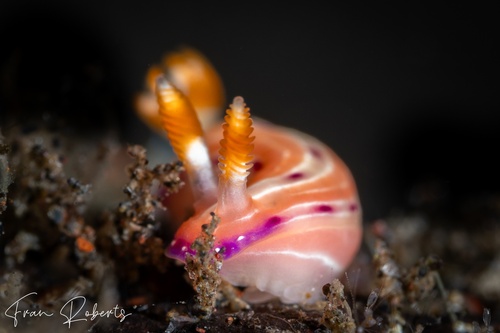 Image of Hypselodoris maculosa