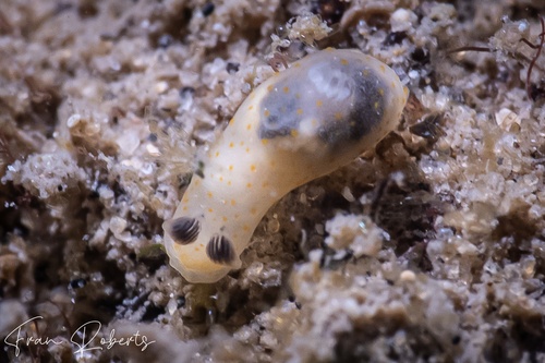 Image of Gymnodoris sp. 4