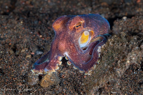 Image of Amphioctopus marginatus