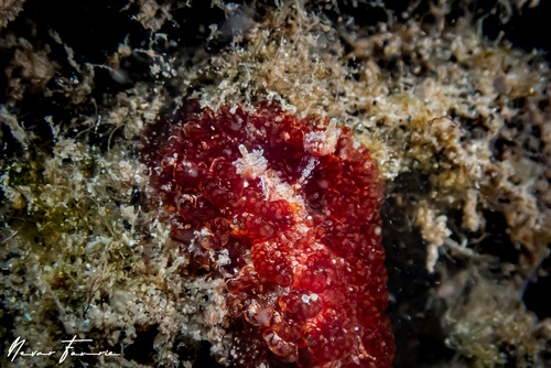 Image of Madrella sanguinea