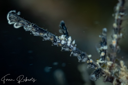 Image of Kabeiro christianae