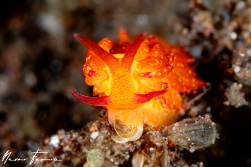 Image of Trinchesia sp. 4